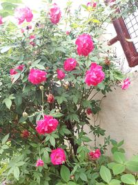 Close-up of pink roses