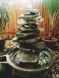 Close-up of tree stump