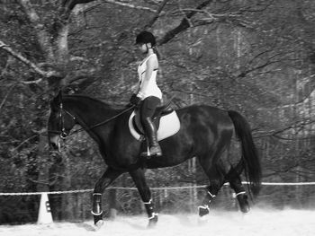 Horse on tree trunk