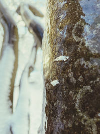 Close-up of lizard on tree trunk