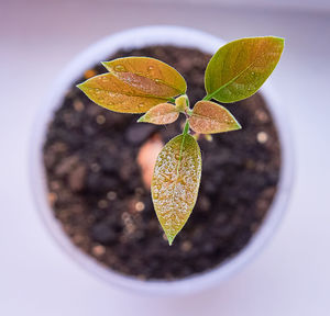 High angle view of orange plant on table