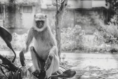 Monkey looking away in lake at zoo