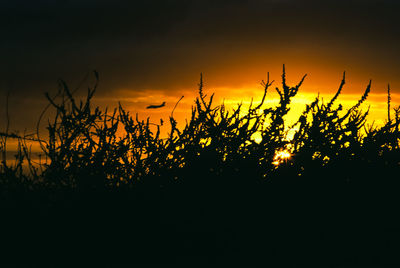 Silhouette plants on field against orange sky