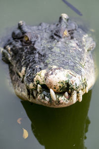 Close-up of crocodile