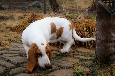 Basset hound sniffing on footpath