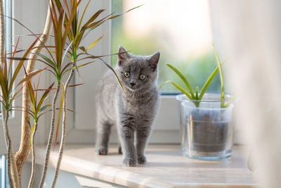 Cat looking away on table