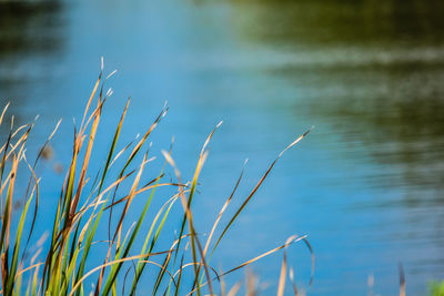 Close-up of grass against lake