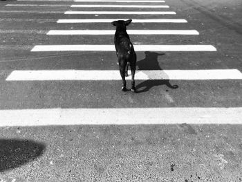 High angle view of dog on street