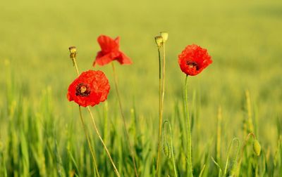 Close-up of red poppy flowers on field