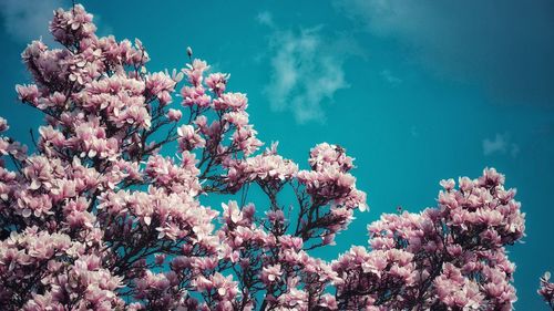 Low angle view of cherry blossoms against blue sky