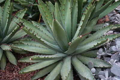 High angle view of succulent plant on field