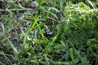 Close-up of snake on grass