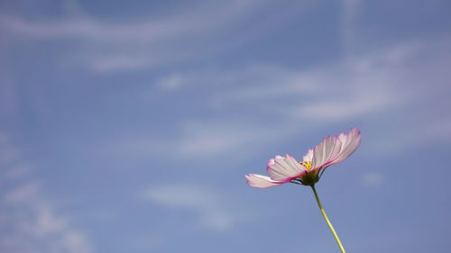 Close-up of pink flower against sky