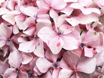 Close-up of pink cherry blossoms