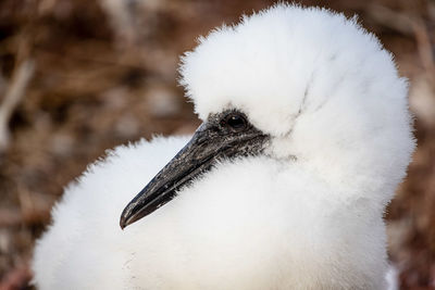 Close-up of white bird