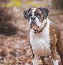 Portrait of dog standing on field