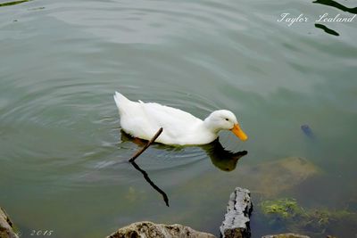 Bird flying over lake