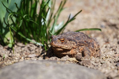 Close-up of lizard on rock