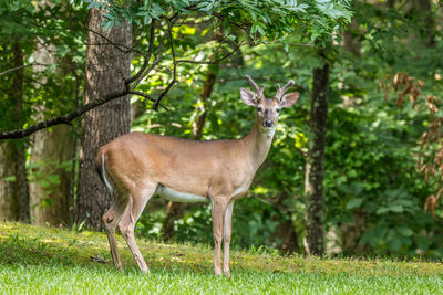 Young buck sticking out his tongue while standing posing for the camera in the woodlands 