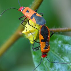 Close-up of butterfly on leaf