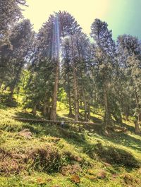 Trees in forest against sky