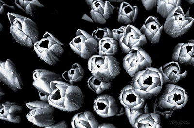 Full frame shot of leaves