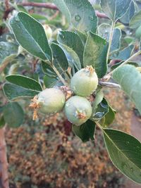 Close-up of berries growing on tree