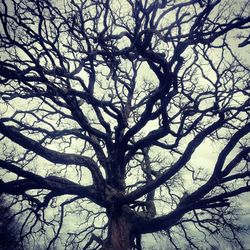 Low angle view of bare tree against sky