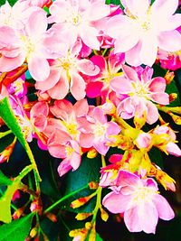 Close-up of pink flower