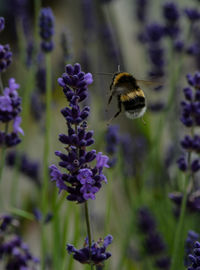 Honey bee pollinating on purple flower