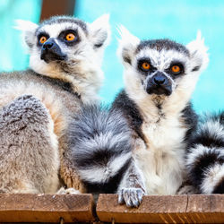 Low angle view of lemurs