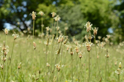 Close-up of flowering plants on field