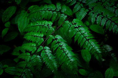 Group dark background of thriving fern with deep rich greens. concept of nature