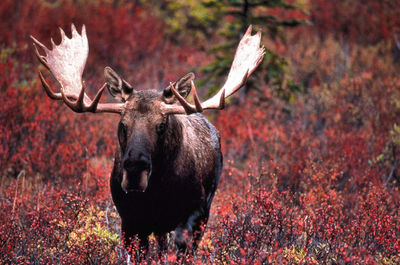 Moose standing on field