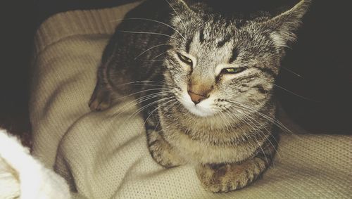 Close-up of cat resting on bed