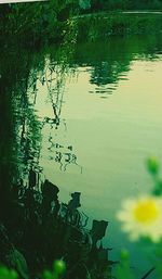 Reflection of trees in water