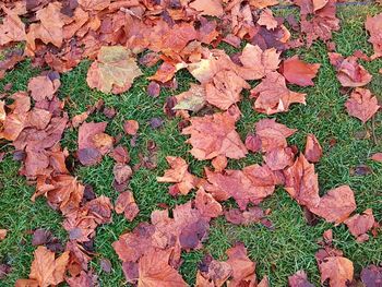 Leaves on field