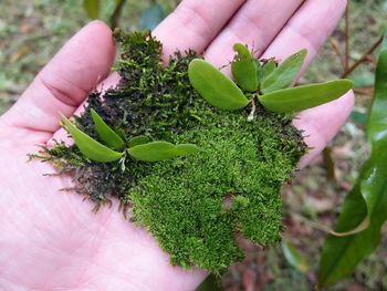 Cropped hand holding plant