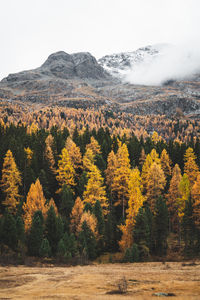 Autumn forest in switzerland