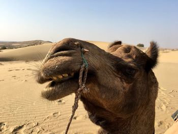 Close-up of giraffe on sand against clear sky