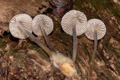 mushroom