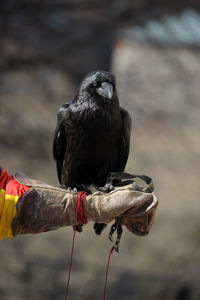 Close-up of bird perching