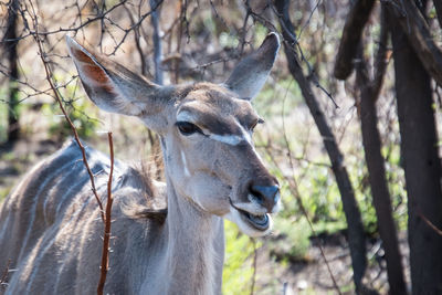 Close-up of deer in forest