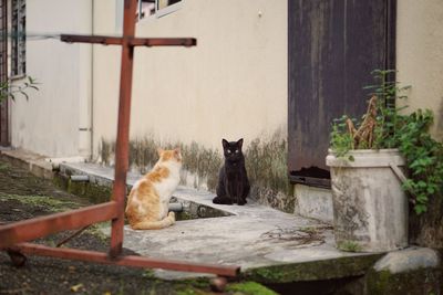 Cat sitting on wood