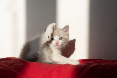 Portrait of kitten relaxing at home