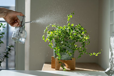 Woman spraying ficus pumila houseplant, using sprayer, moisturizes air surround leaves at home