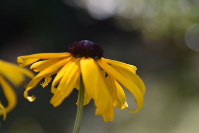 Close-up of yellow flower