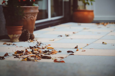 Close-up of dry leaves on table