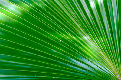 Full frame shot of palm leaves