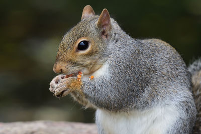 Close-up of a grey squirrel eating a nut